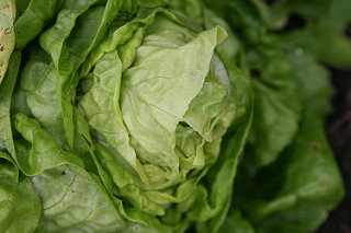 A saláta (fejes saláta) termése / értékes része 