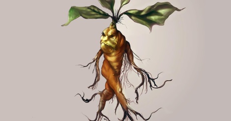 Emberarcú mandragóragyökér - hasonlóan a Harry Potter filmekhez